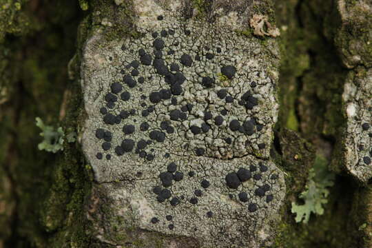 Image of Tiny button lichen