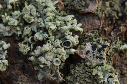 Image of rosette lichen