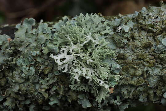 Image of ring lichen