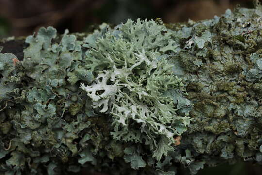 Image of ring lichen