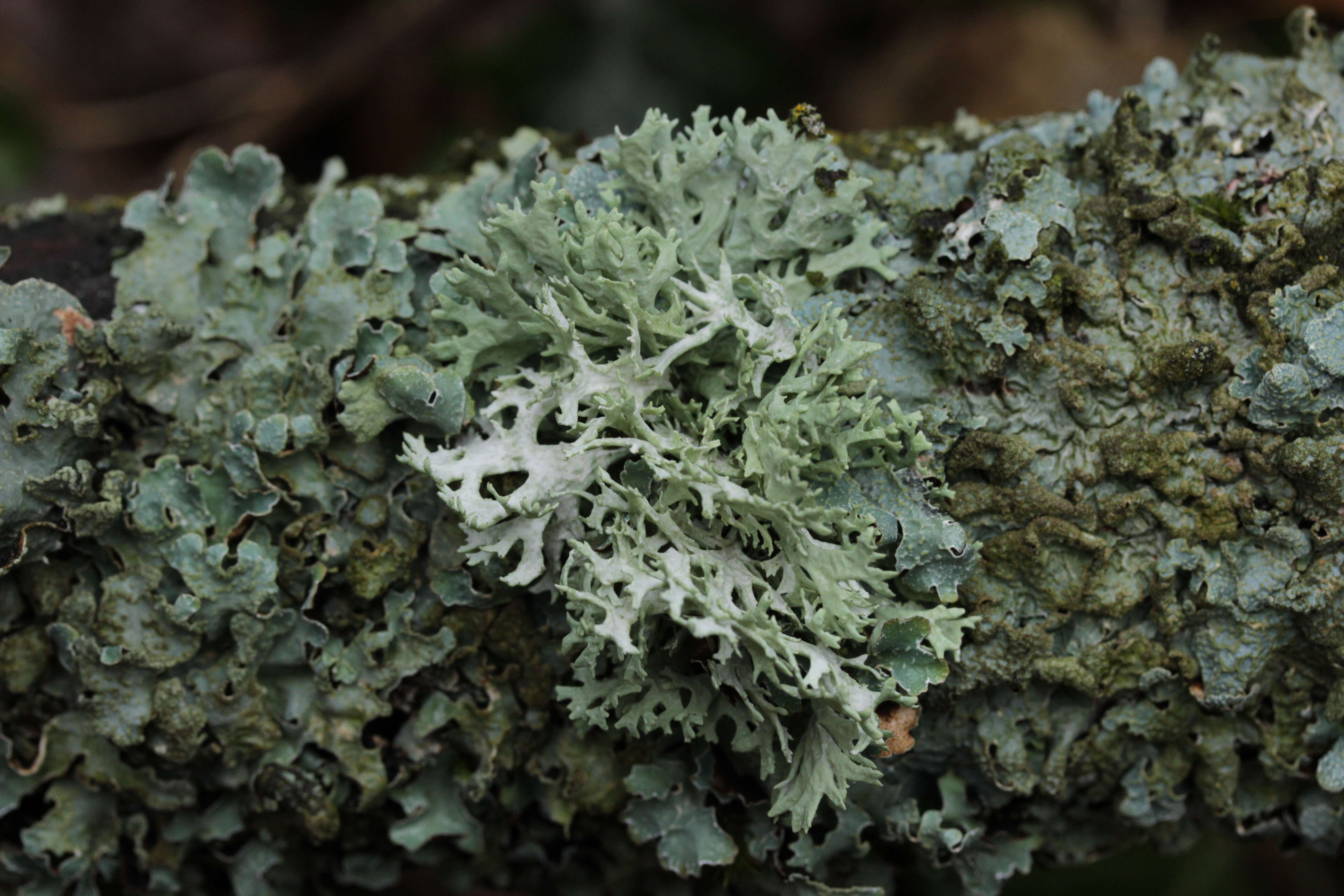 Image of ring lichen