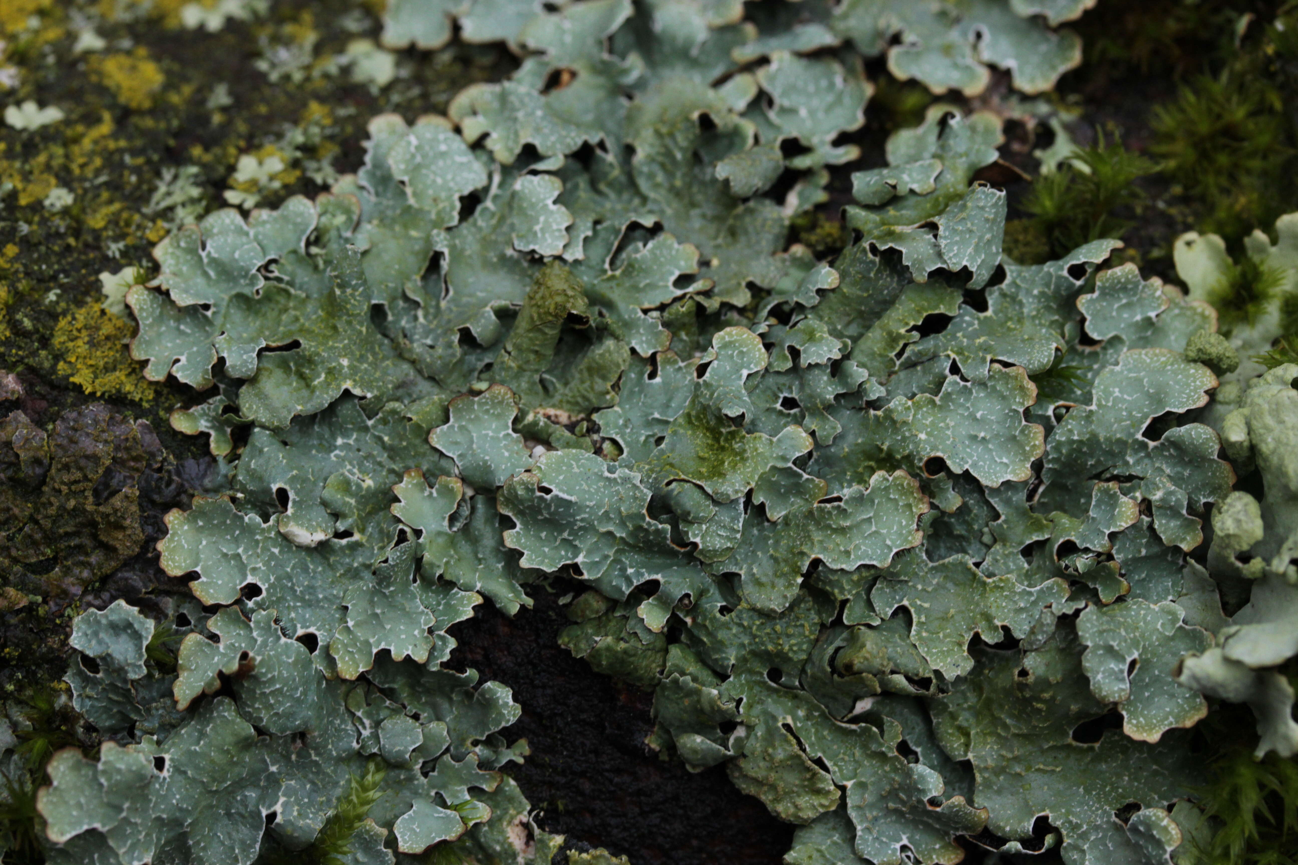 Image of Hammered shield lichen