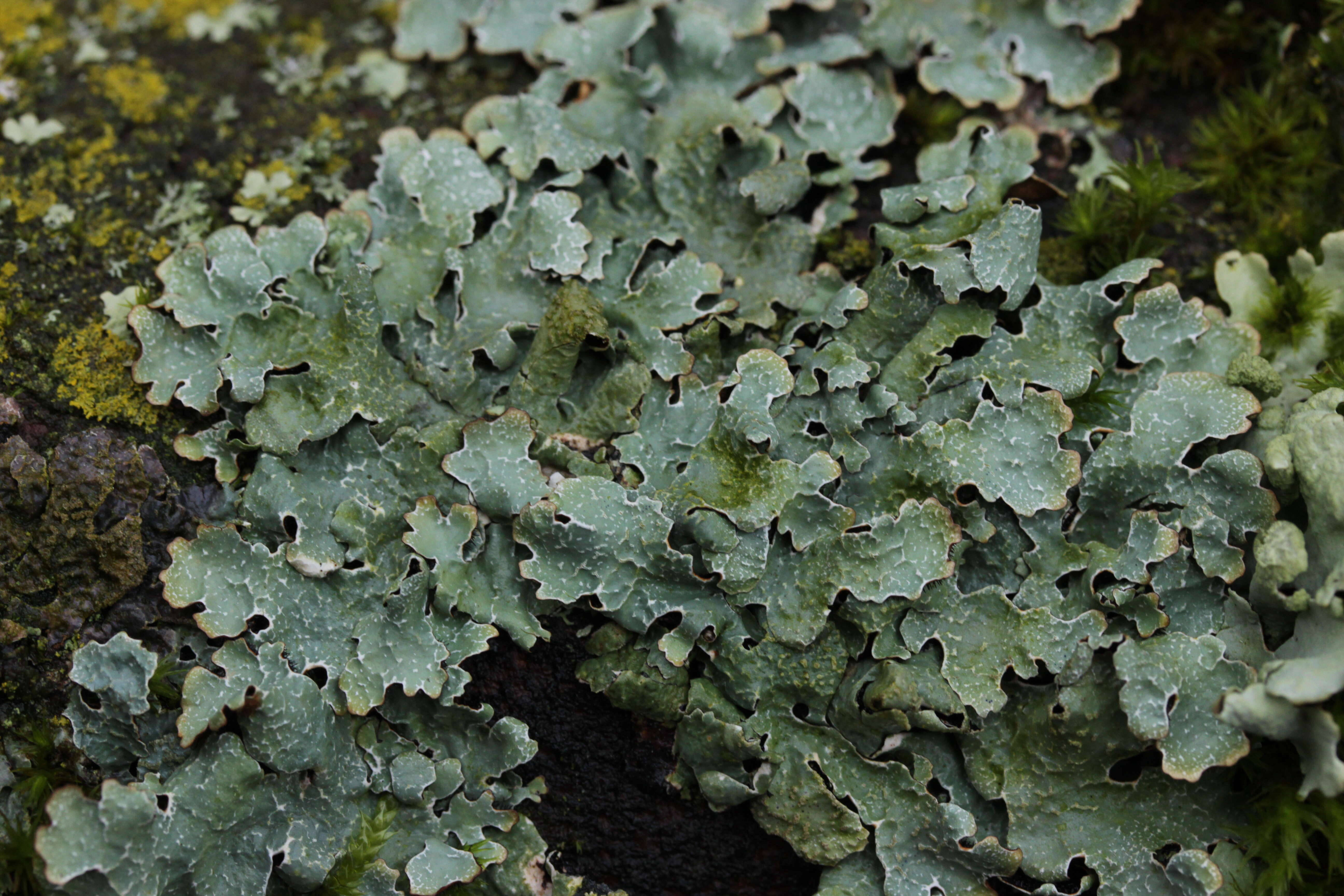 Plancia ëd Parmelia sulcata Taylor