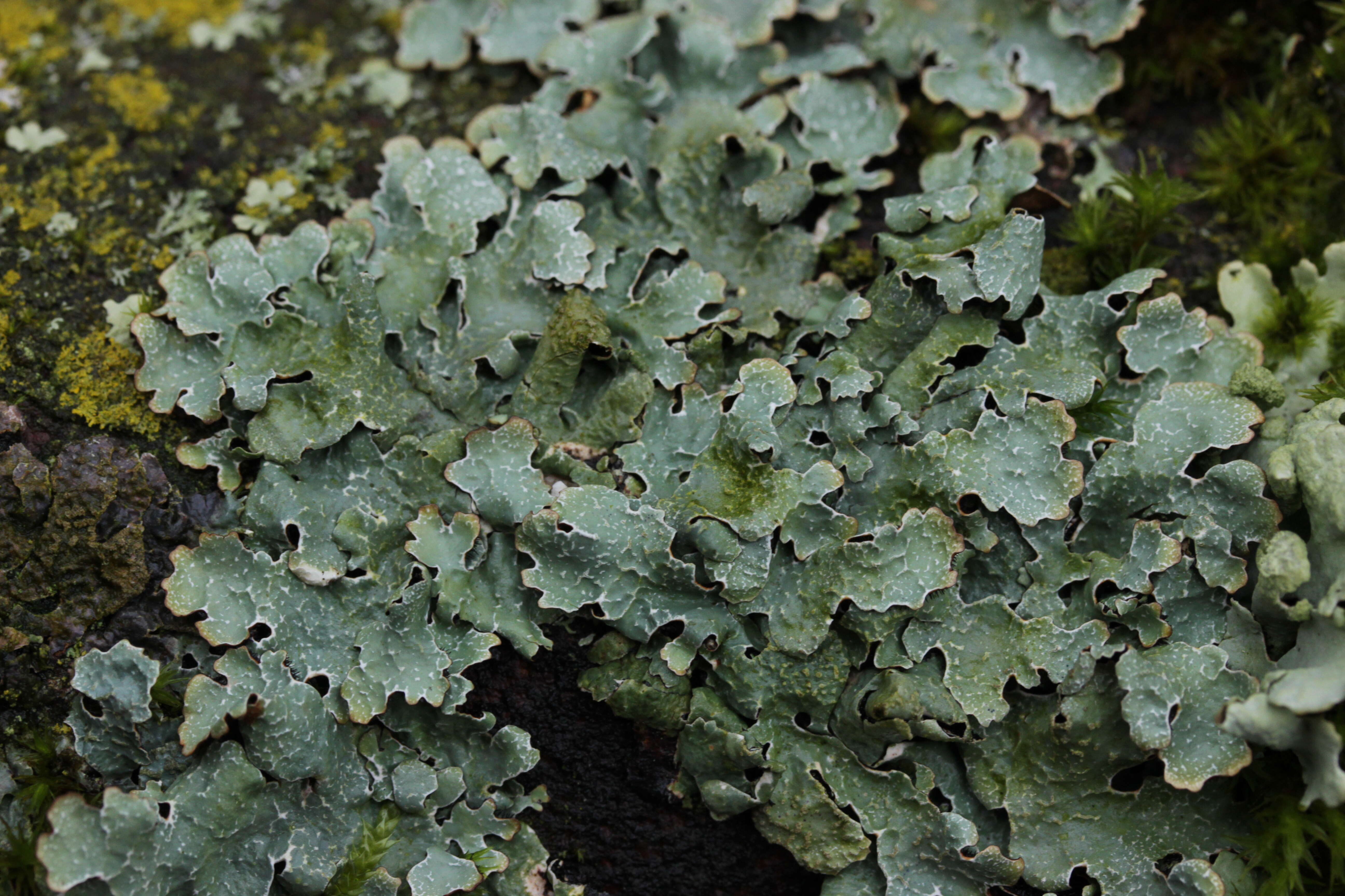 Image of Hammered shield lichen