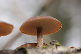 Image of Lentinus brumalis (Pers.) Zmitr. 2010