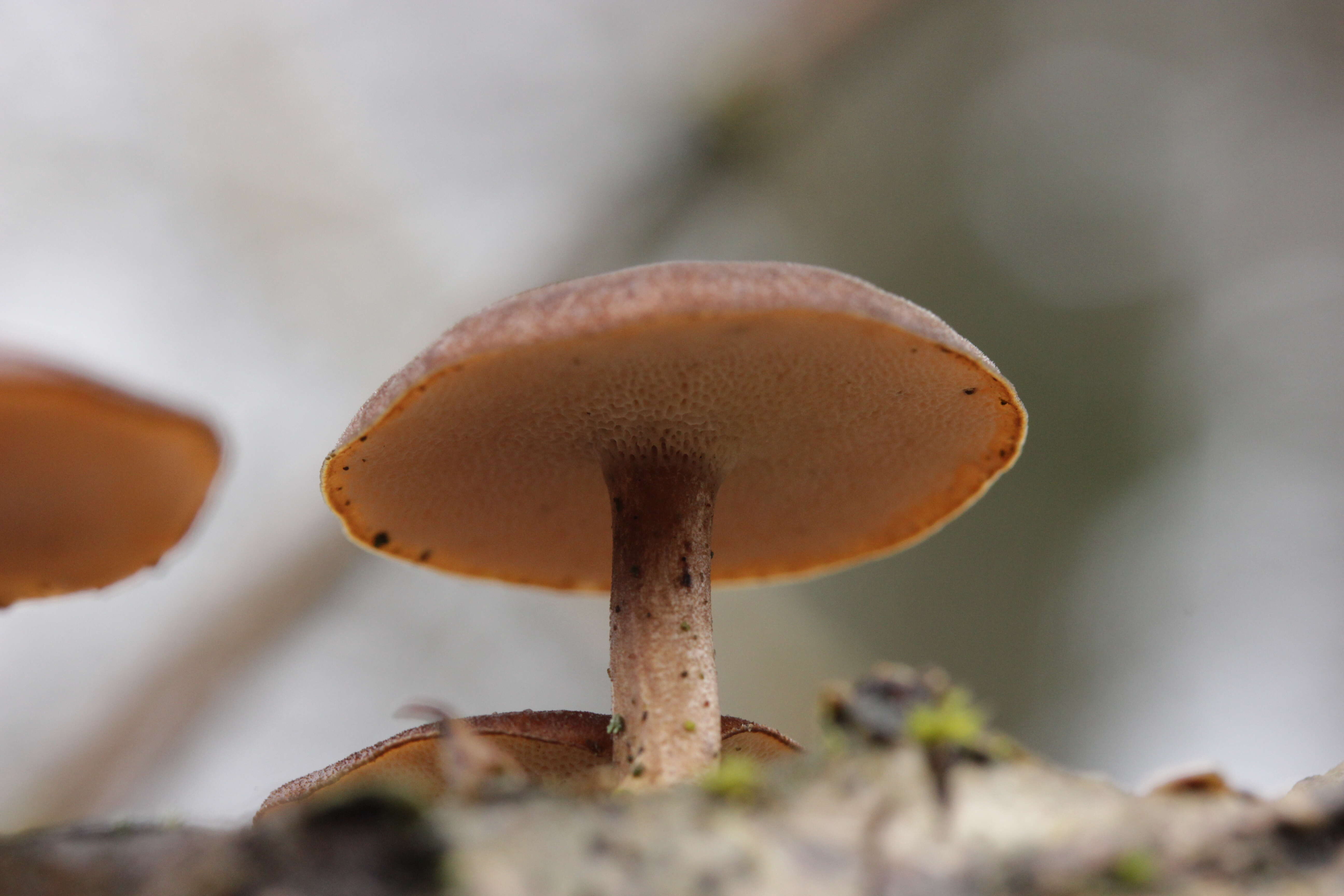 Image of Lentinus brumalis (Pers.) Zmitr. 2010