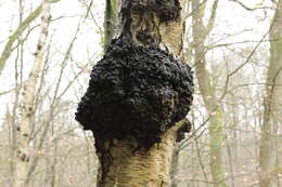 Image of Chaga