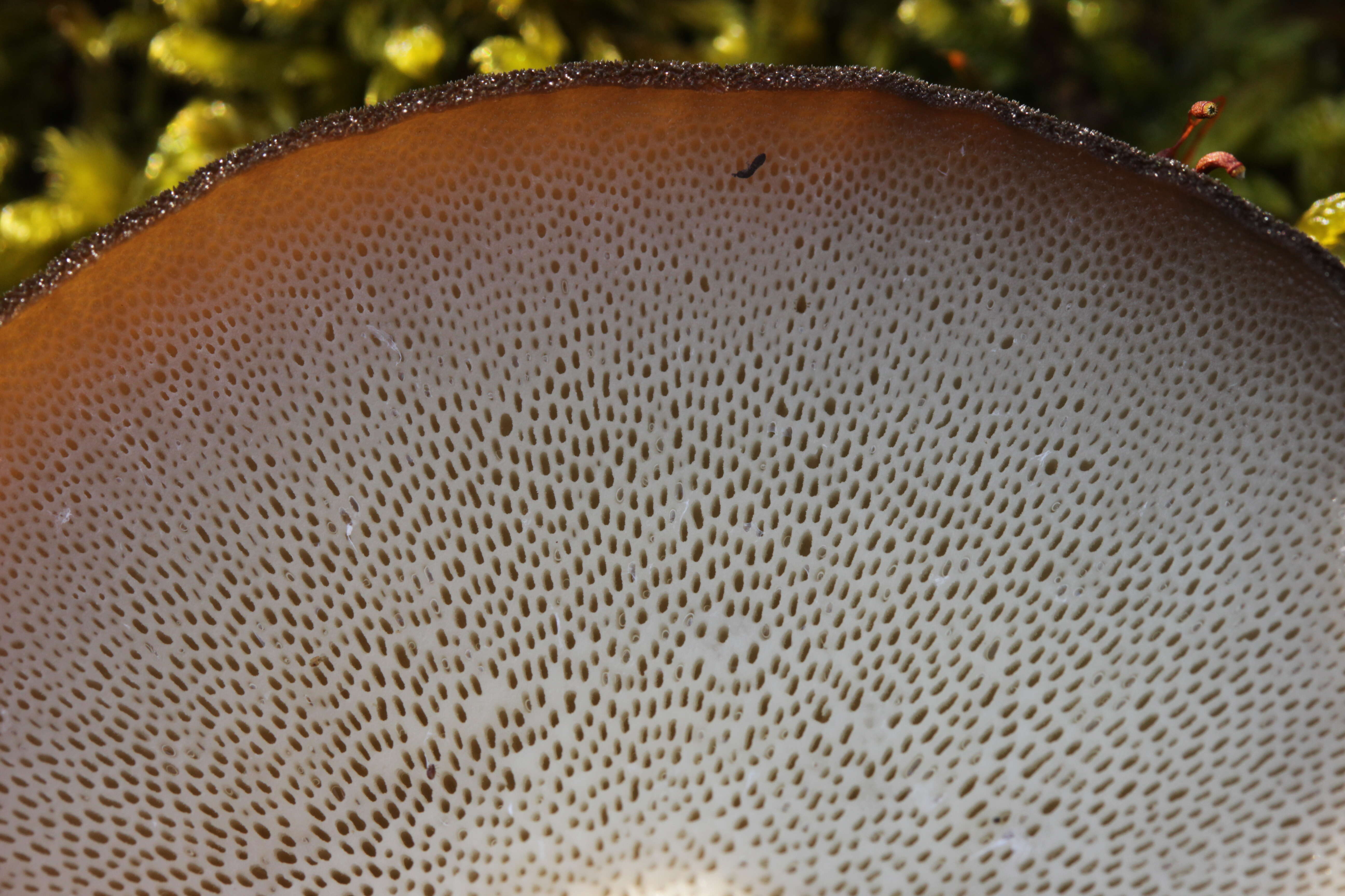 Image of Lentinus brumalis (Pers.) Zmitr. 2010