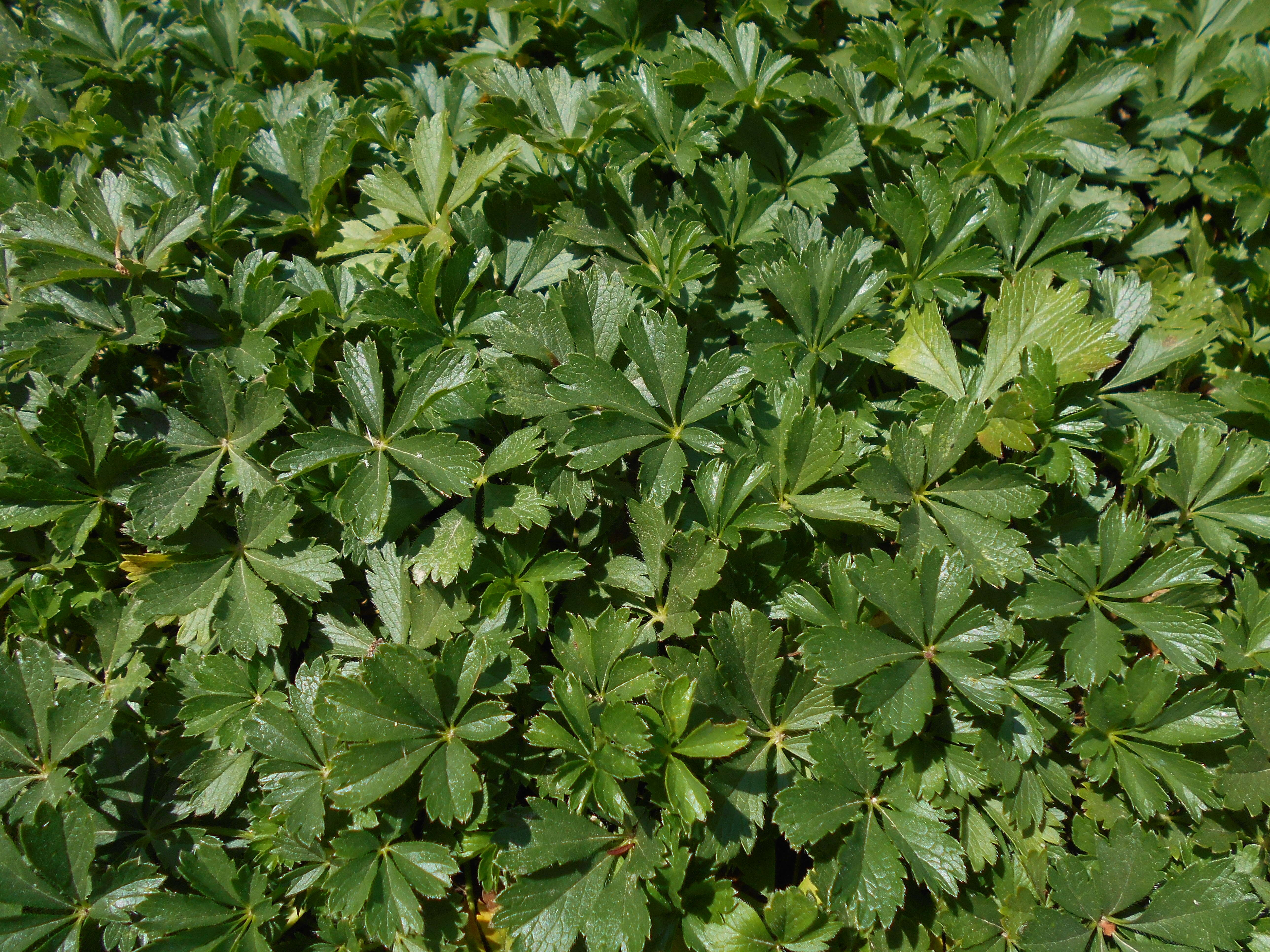 Image of spring cinquefoil