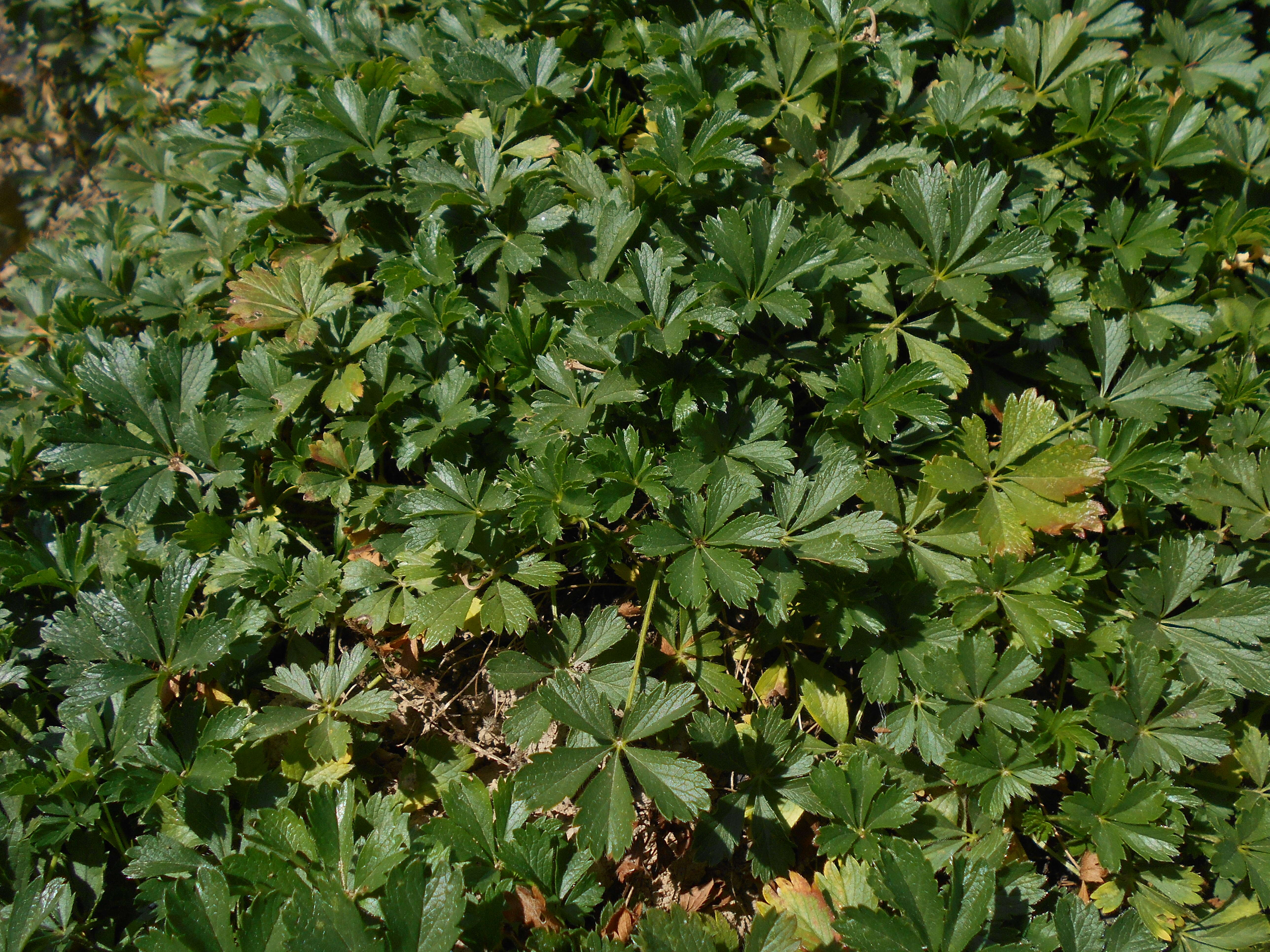 Image of spring cinquefoil