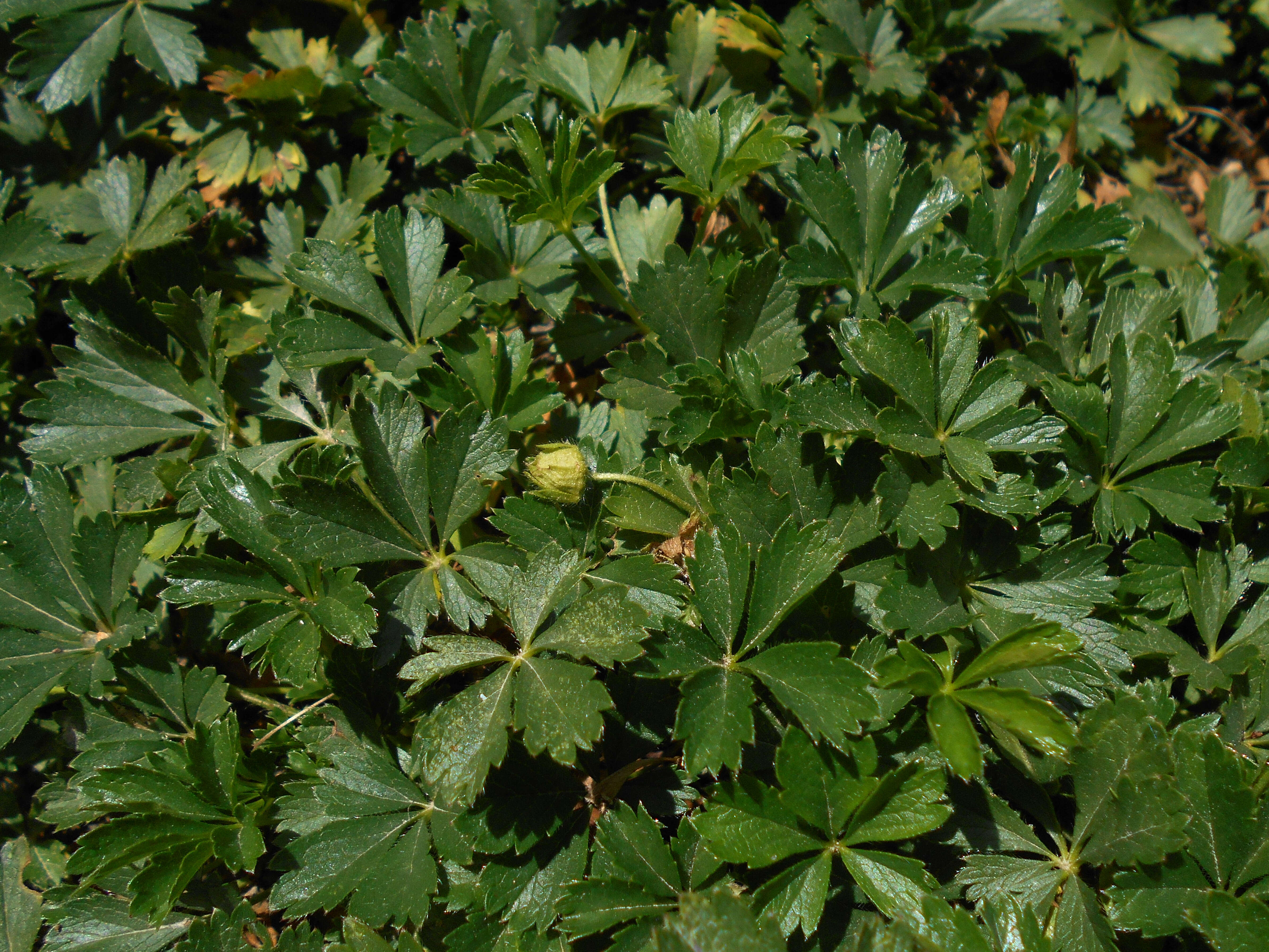 Image of spring cinquefoil