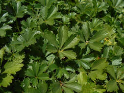 Image of spring cinquefoil