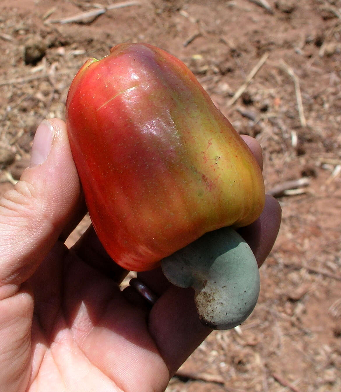 Image of cashew