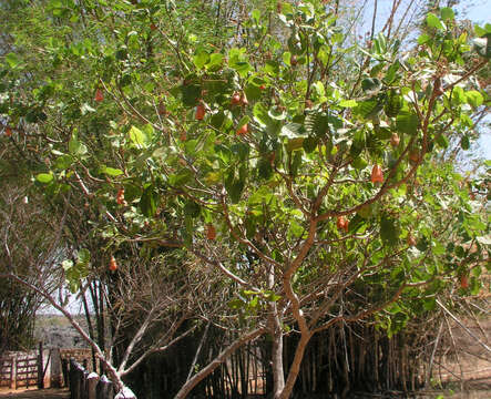 Image of cashew