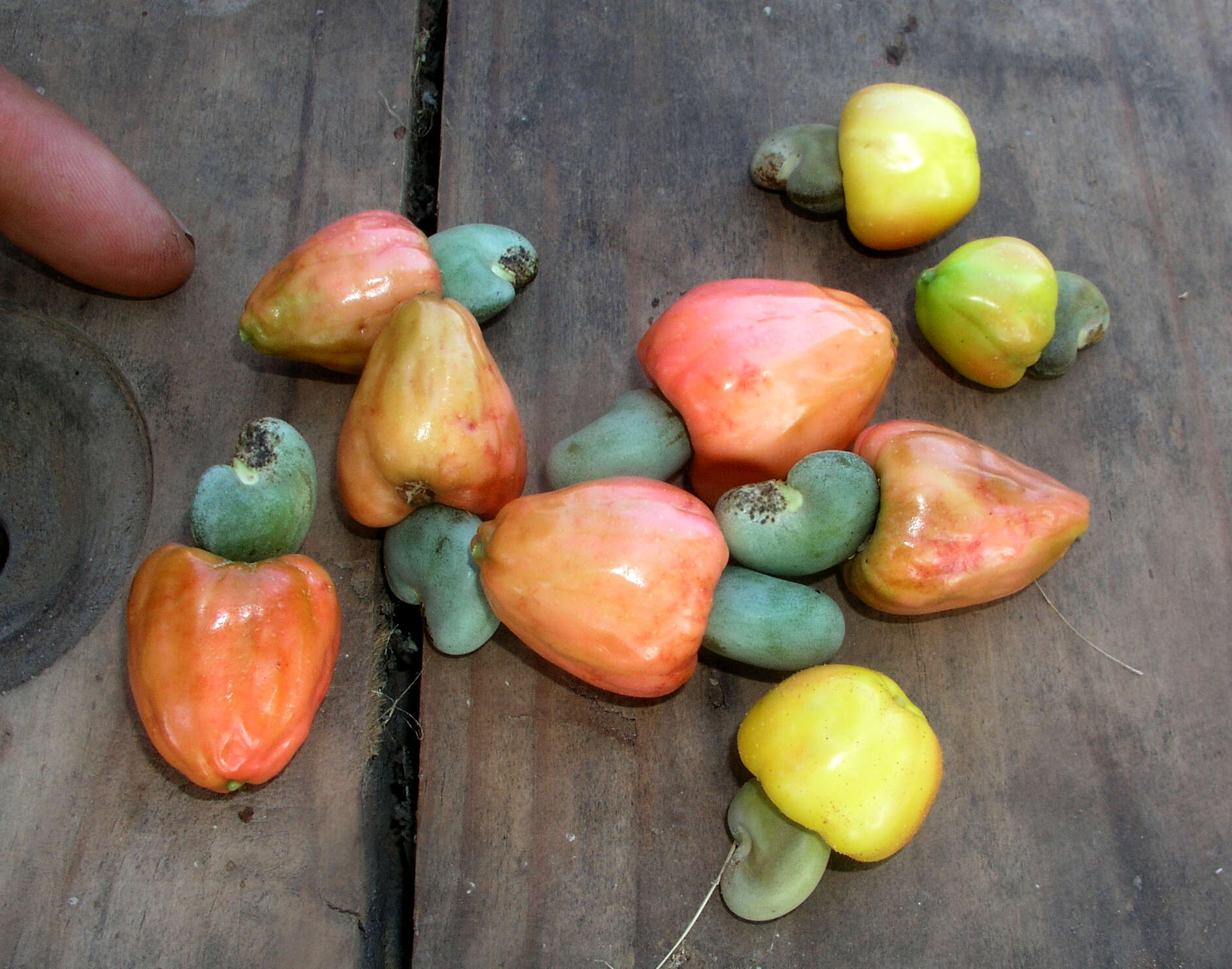 Image of cashew