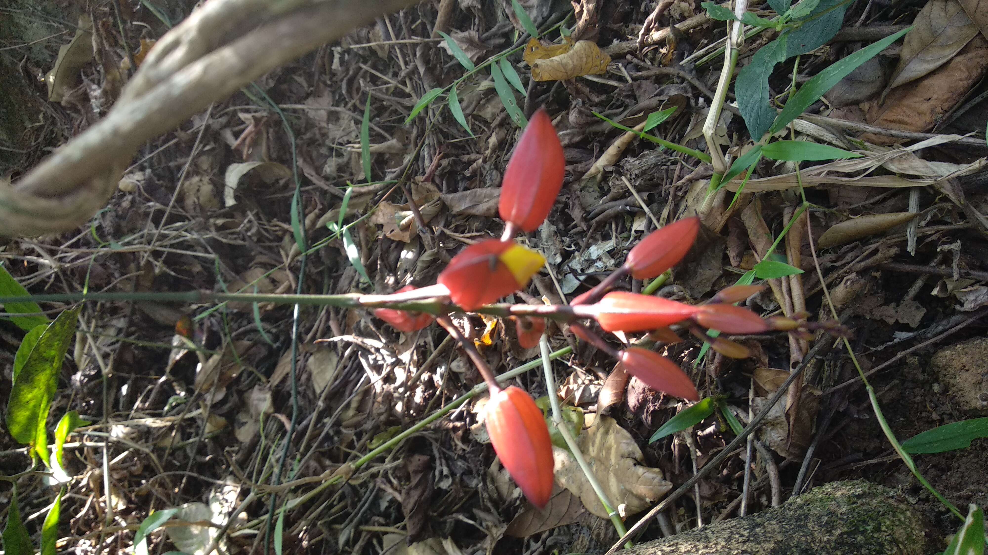 Image of Clock vine