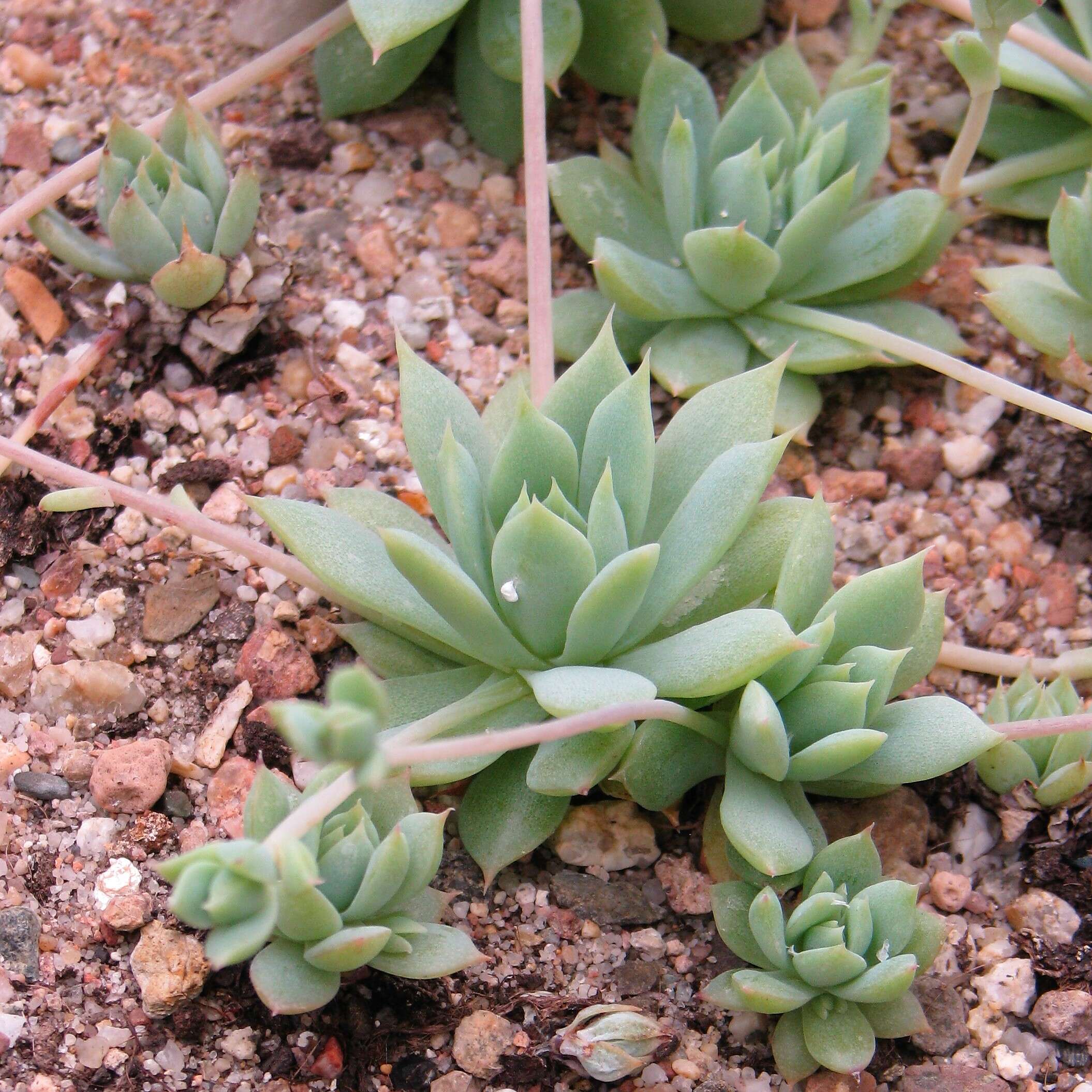 Image of Graptopetalum macdougallii Alexander