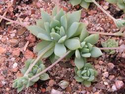 Image of Graptopetalum macdougallii Alexander