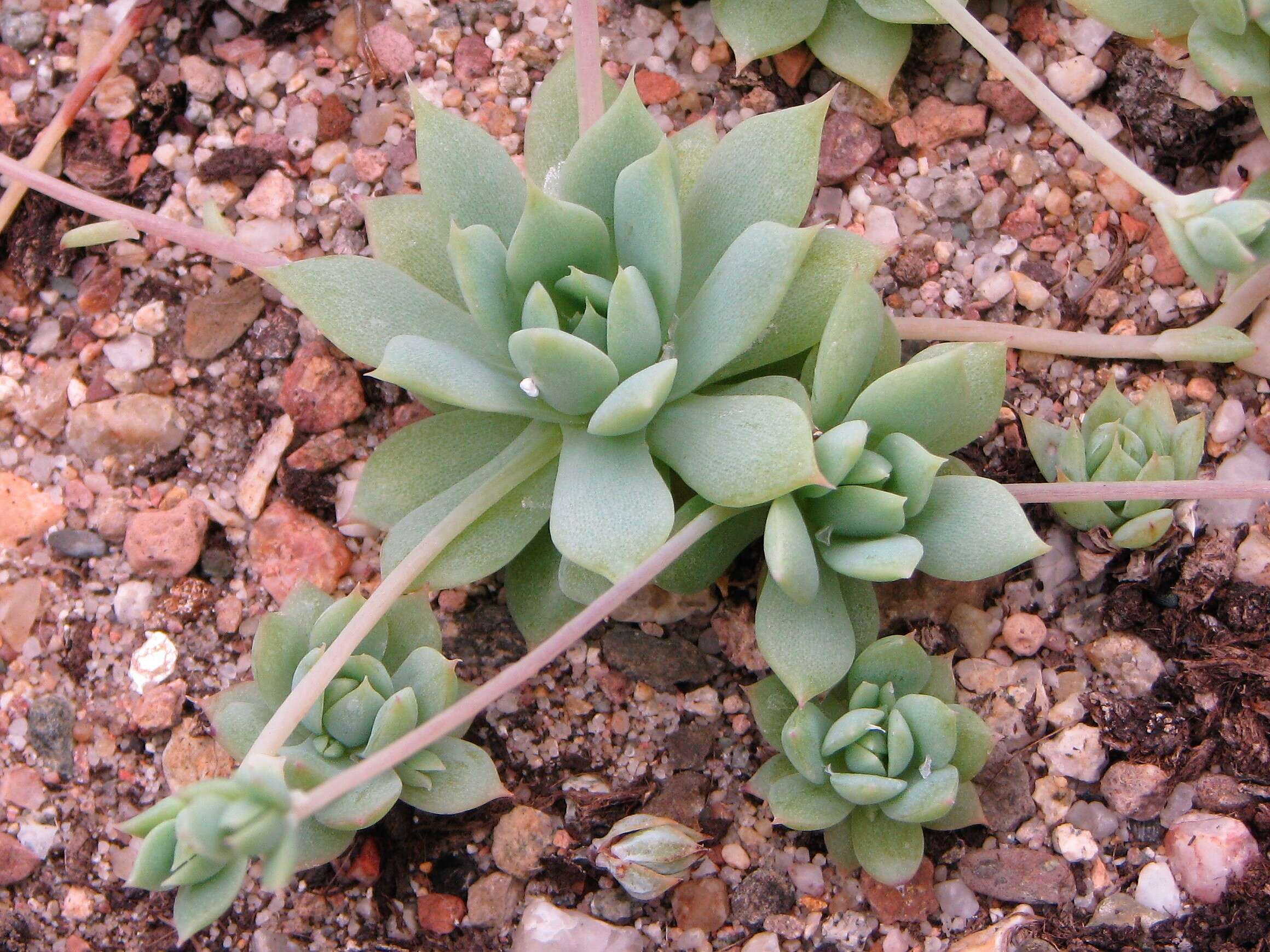 Image of Graptopetalum macdougallii Alexander