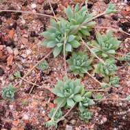 Image of Graptopetalum macdougallii Alexander