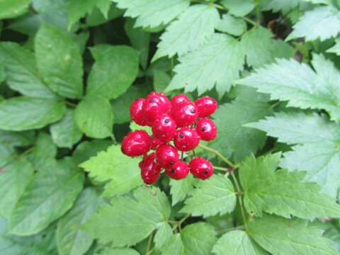 Imagem de Actaea rubra (Ait.) Willd.