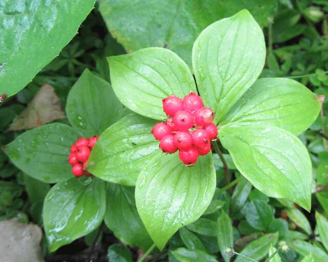 Image of bunchberry dogwood