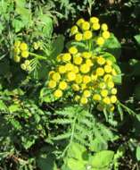 Image of common tansy