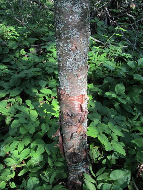 Image of Gray birch