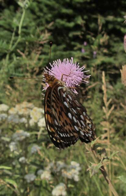 Image of Atlantis Fritillary