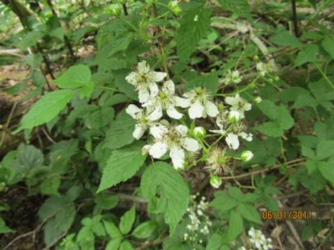 Imagem de Rubus allegheniensis Porter