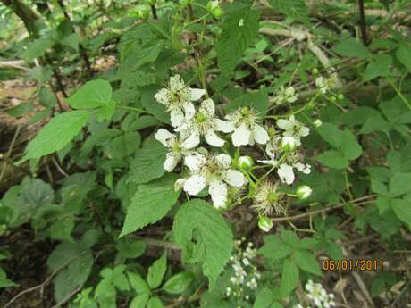 Imagem de Rubus allegheniensis Porter