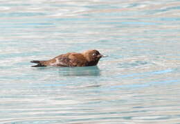 Image of Brown Dipper