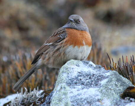 Imagem de Prunella rubeculoides (Moore & F 1854)