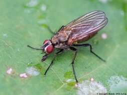 Image of Root-maggot fly