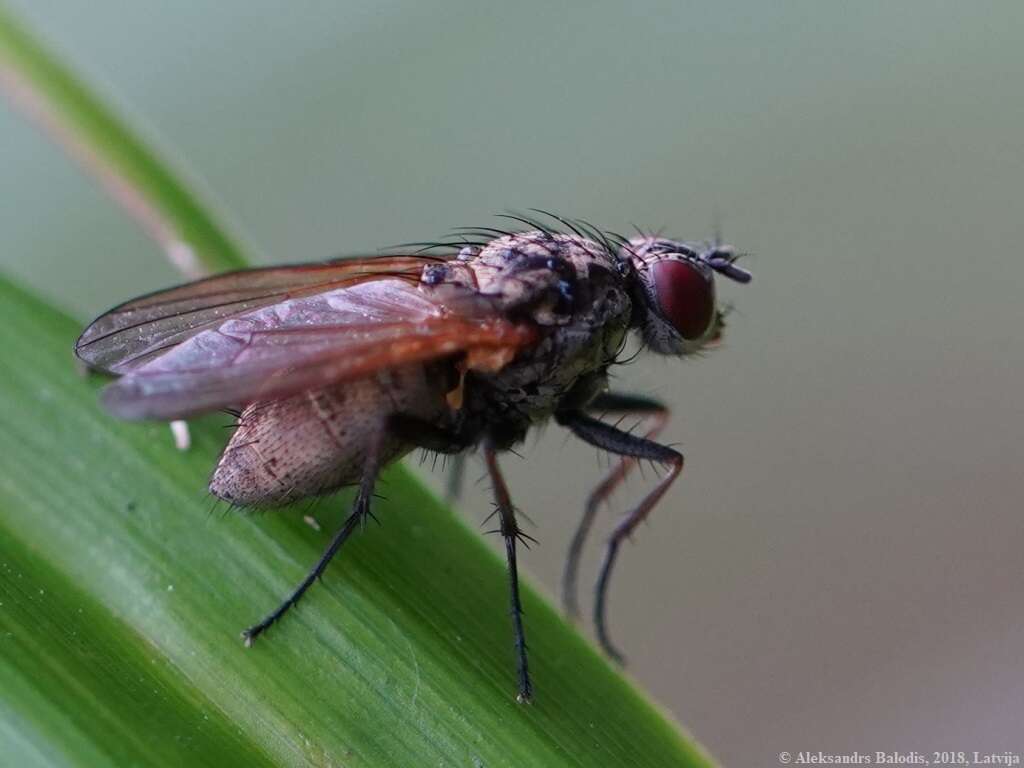 Image of Root-maggot fly