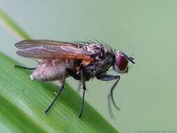 Image of Root-maggot fly