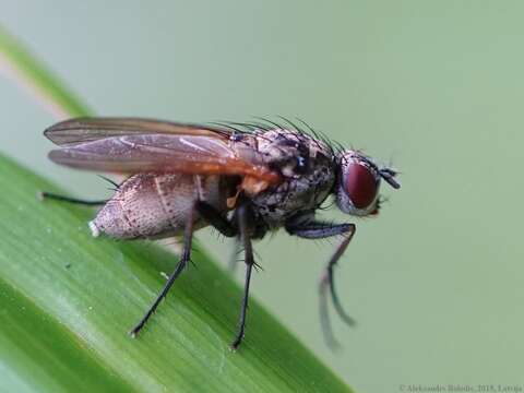 Image of Root-maggot fly