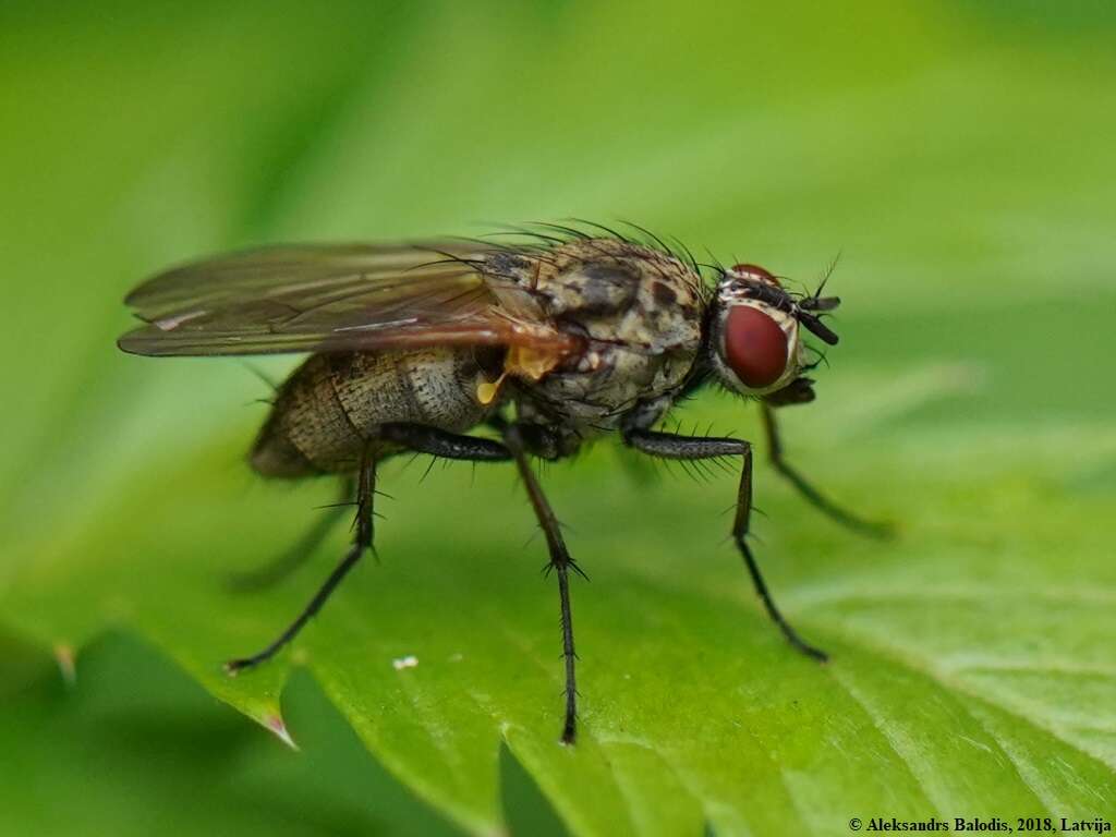 Image of Root-maggot fly