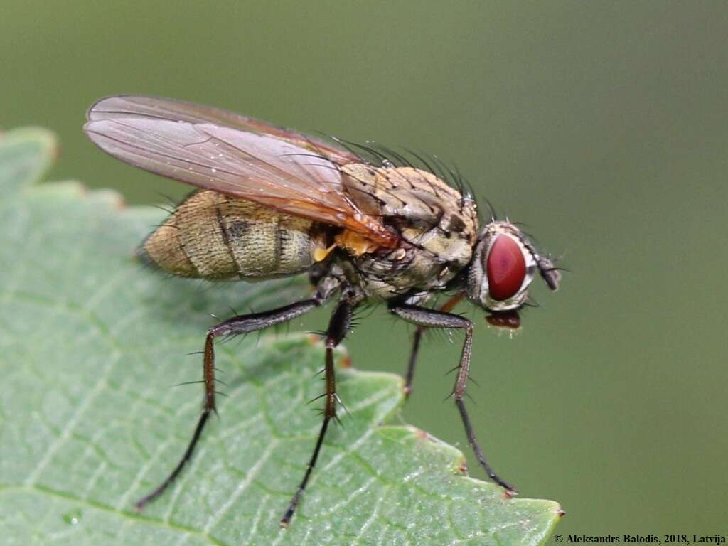 Image of Root-maggot fly