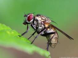 Image of Root-maggot fly