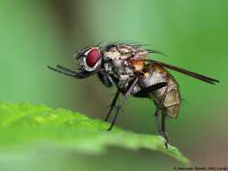 Image of Root-maggot fly