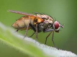 Image of Root-maggot fly