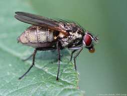 Image of Root-maggot fly