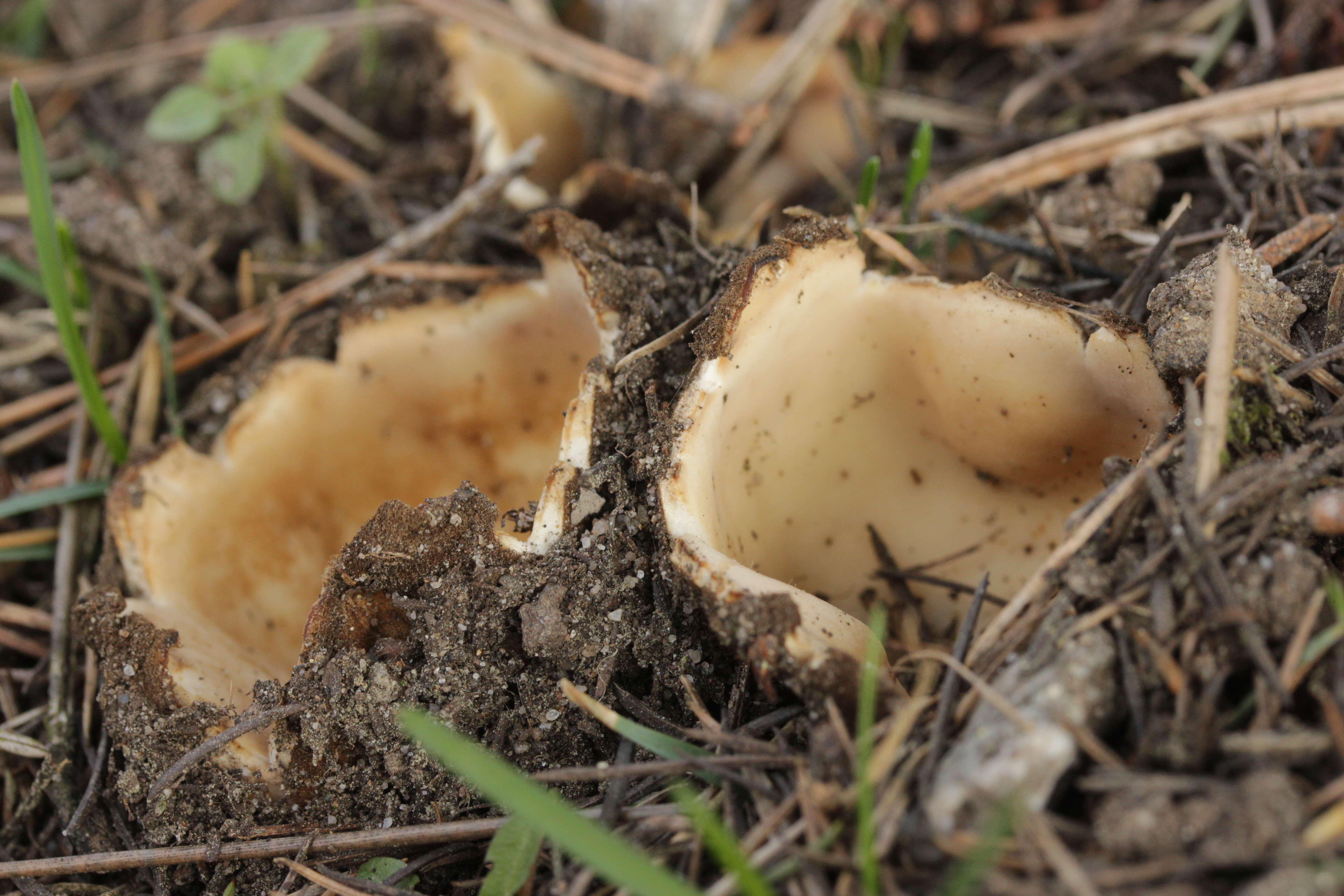 Image de Geopora sumneriana (Cooke) M. Torre 1976