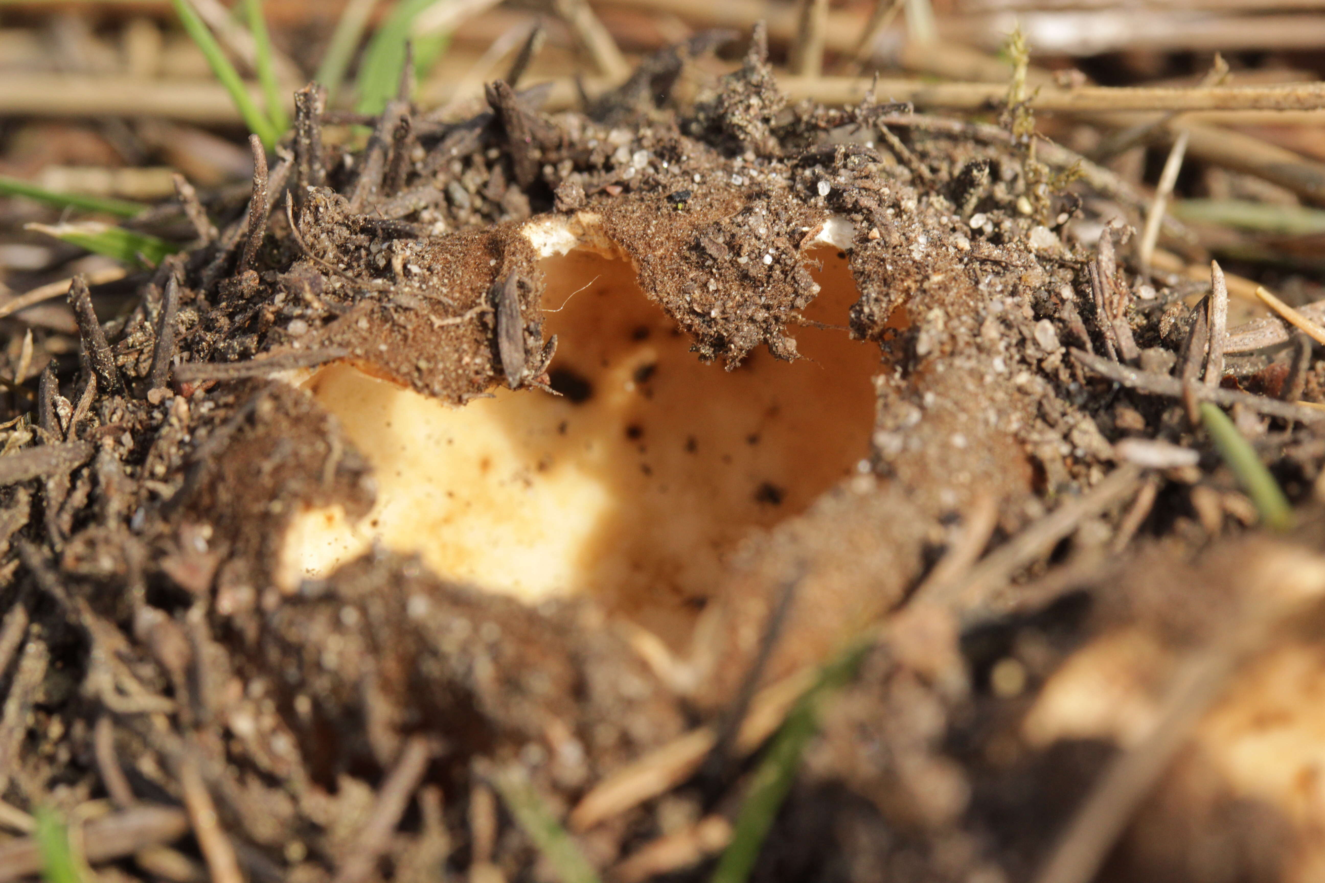 Image de Geopora sumneriana (Cooke) M. Torre 1976