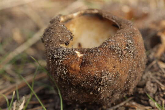 Image de Geopora sumneriana (Cooke) M. Torre 1976