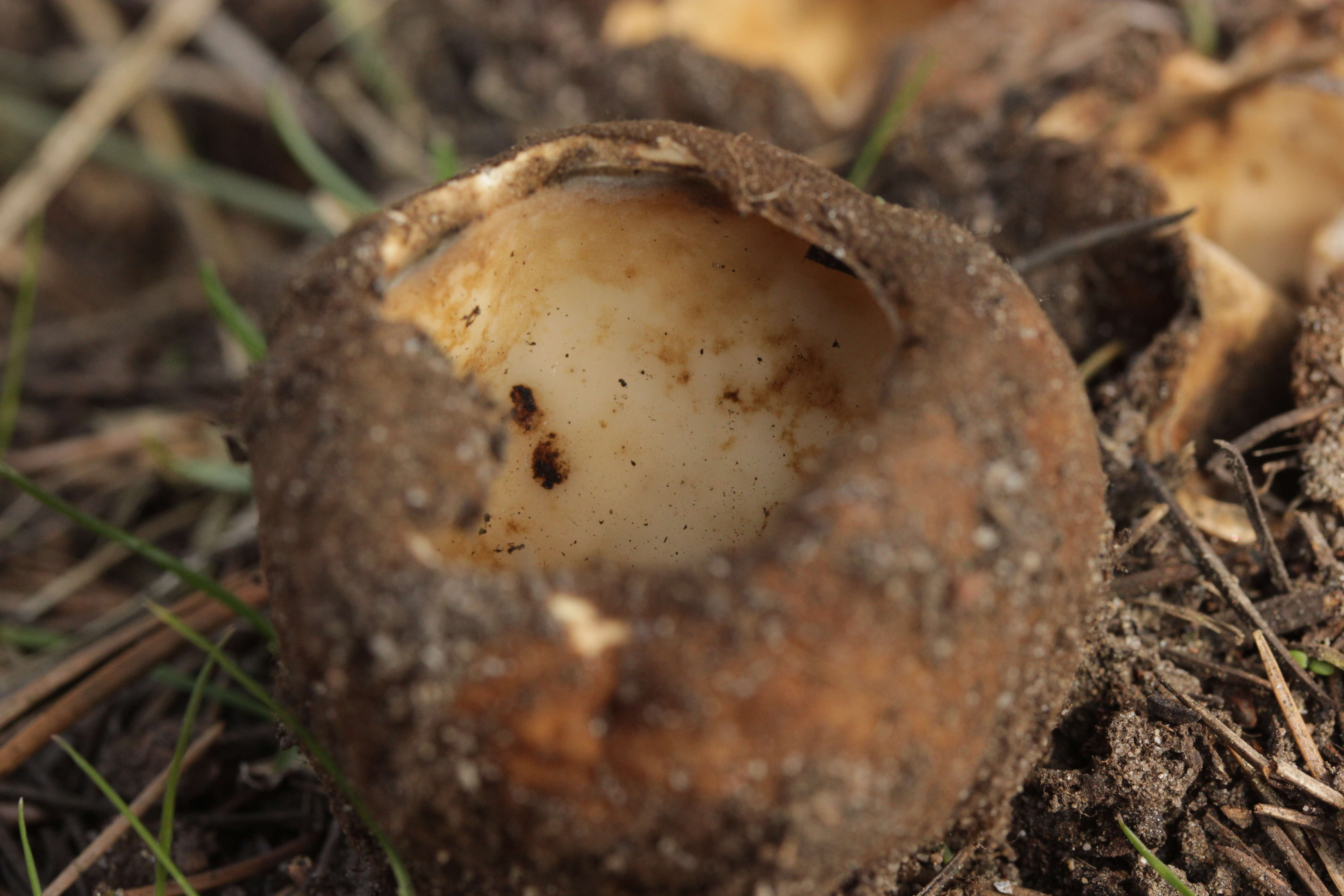 Image de Geopora sumneriana (Cooke) M. Torre 1976