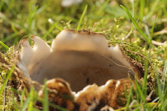 Image de Geopora sumneriana (Cooke) M. Torre 1976