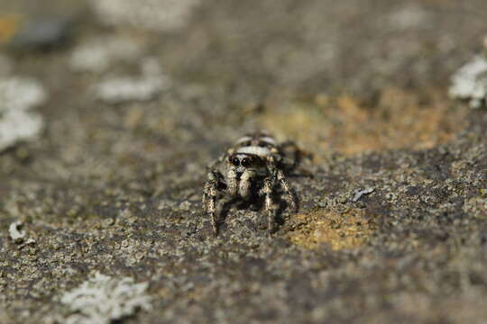 Image of Zebra spider