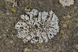 Image of Blue-gray rosette lichen